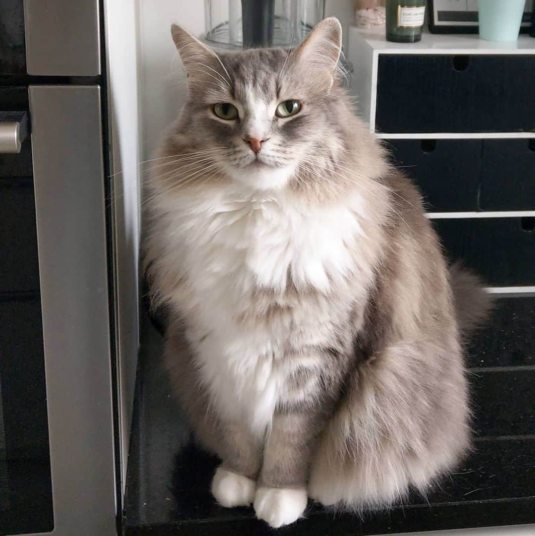 Nila & Miloのインスタグラム：「What do you mean this is still the kitchen counter? It's like there's miles and miles of perfectly good walking space in this house, and I'm somehow not allowed access?! 😱😹 #ilivehere #yourenotthebossofme #catliberationarmy #catlife」