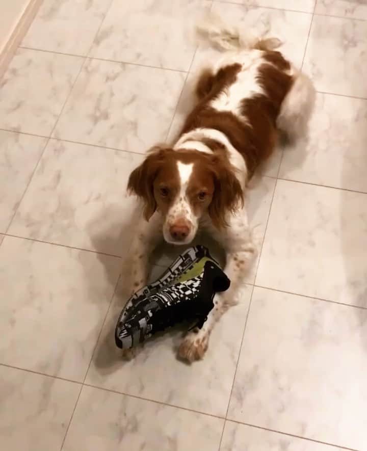 ケンゾーミナミのインスタグラム：「@brittanyspaniel_hi with @reebok ZIG KINETICA x R58 by KENZO MINAMI . (Repost from @brittanyspaniel_hi) . #reebok #zigkinetica #kenzominami #sneakers」