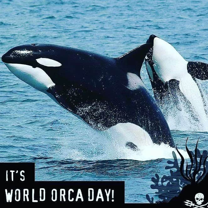 ホリー・マリー・コームズのインスタグラム：「Orca are at the top of the ocean food chain and as such they are a key species whose survival and health is crucial. They provide insight into the state of the oceans and what we need to do to improve it. As part of that it is therefore logical that efforts to study, educate about and protect them, continue. Part of our mission is to support fundraising efforts that contribute to these aspects. Although World Orca Day is celebrated on each 14th of July, we will continue to promote these efforts throughout the year, through educational materials, art and creative writing and fundraising to name just a few efforts our team is promoting and contributing to. Go to www.worldorcaday.org to learn more. #worldorcaday #blackfish #nofishnoblackfish #freethesnake #washington #emptythetanks」