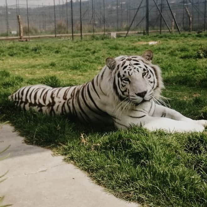 Black Jaguar-White Tiger さんのインスタグラム写真 - (Black Jaguar-White Tiger Instagram)「#BabyEnzoBJWT」7月15日 3時37分 - blackjaguarwhitetiger