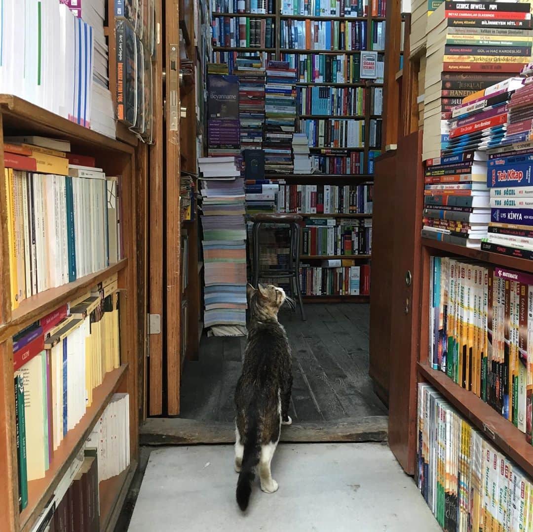 丸山ゴンザレスのインスタグラム：「どうでもいい旅の思い出。勝手なイメージだけど、イスタンブールの古本屋って猫いそうだと思って行ったら本当にいた。」