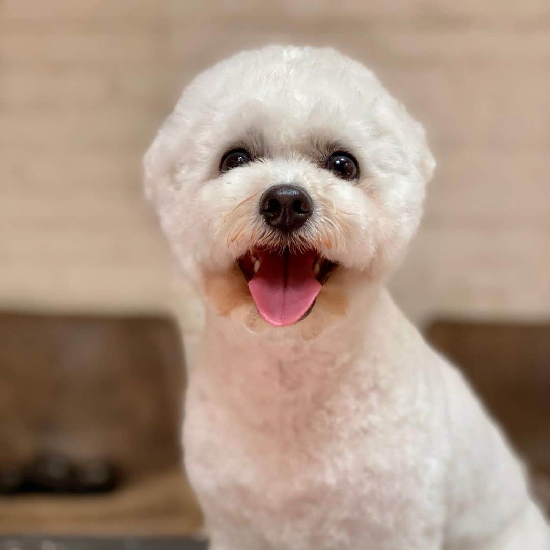 Dogs by Ginaさんのインスタグラム写真 - (Dogs by GinaInstagram)「Bella is a #bichonfrise and loves Agility!」7月15日 5時03分 - napanatural.dogco
