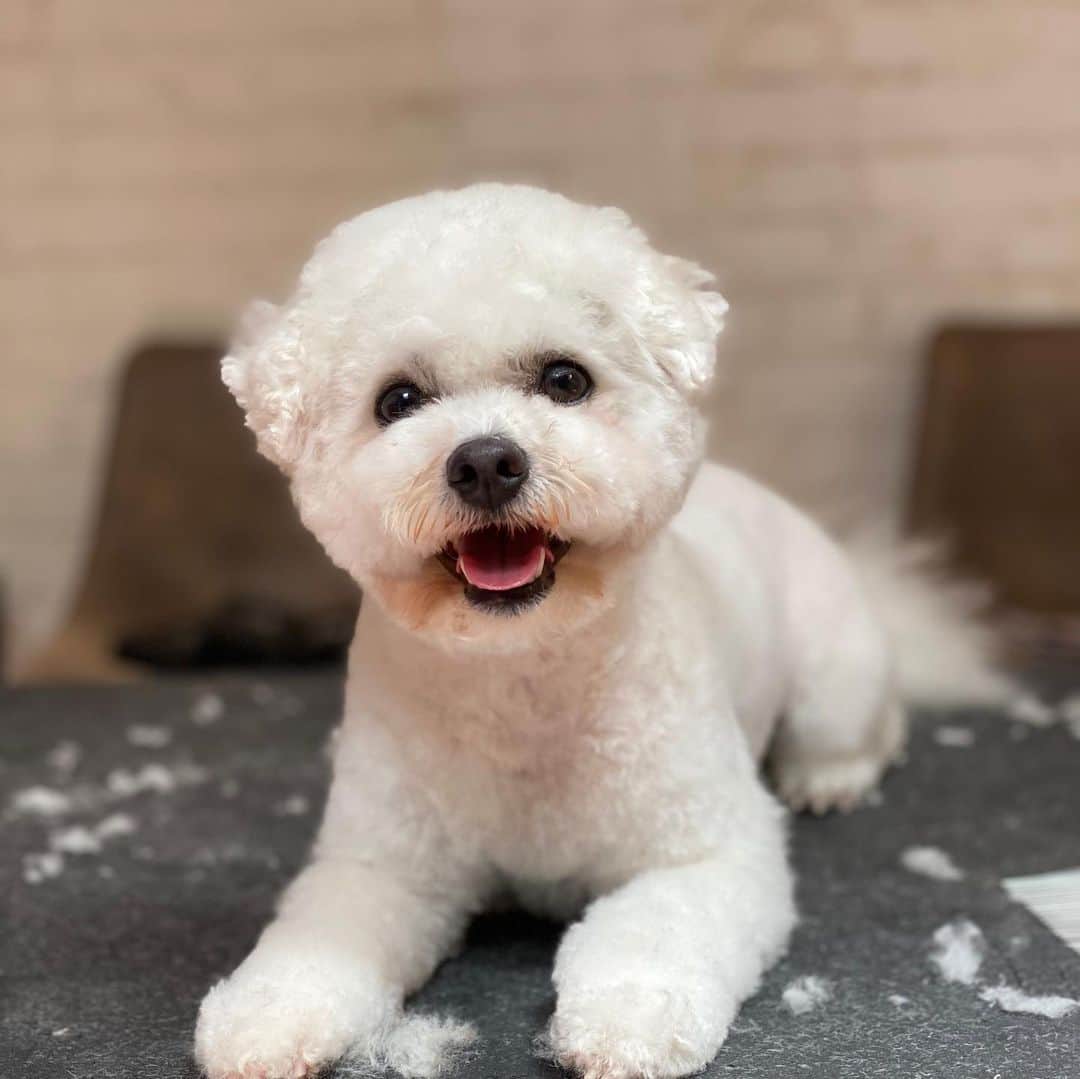 Dogs by Ginaのインスタグラム：「Bella is a #bichonfrise and loves Agility!」