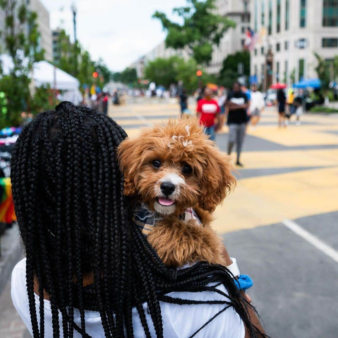 The Dogistさんのインスタグラム写真 - (The DogistInstagram)「Diesel, Cavapoo (3 m/o), Black Lives Matter Plaza NW, Washington, DC • “He’s like a baby – loves to be held and coddled.”」7月15日 5時13分 - thedogist