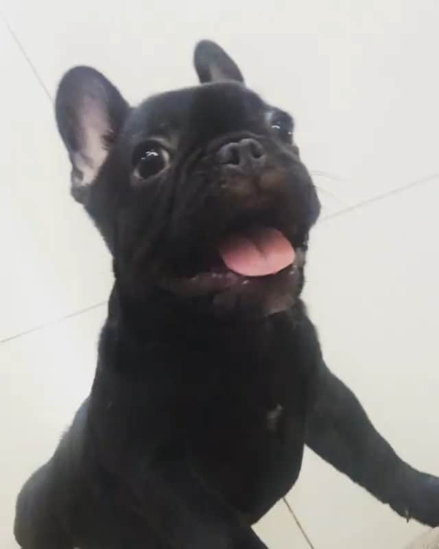 French Bulldogのインスタグラム