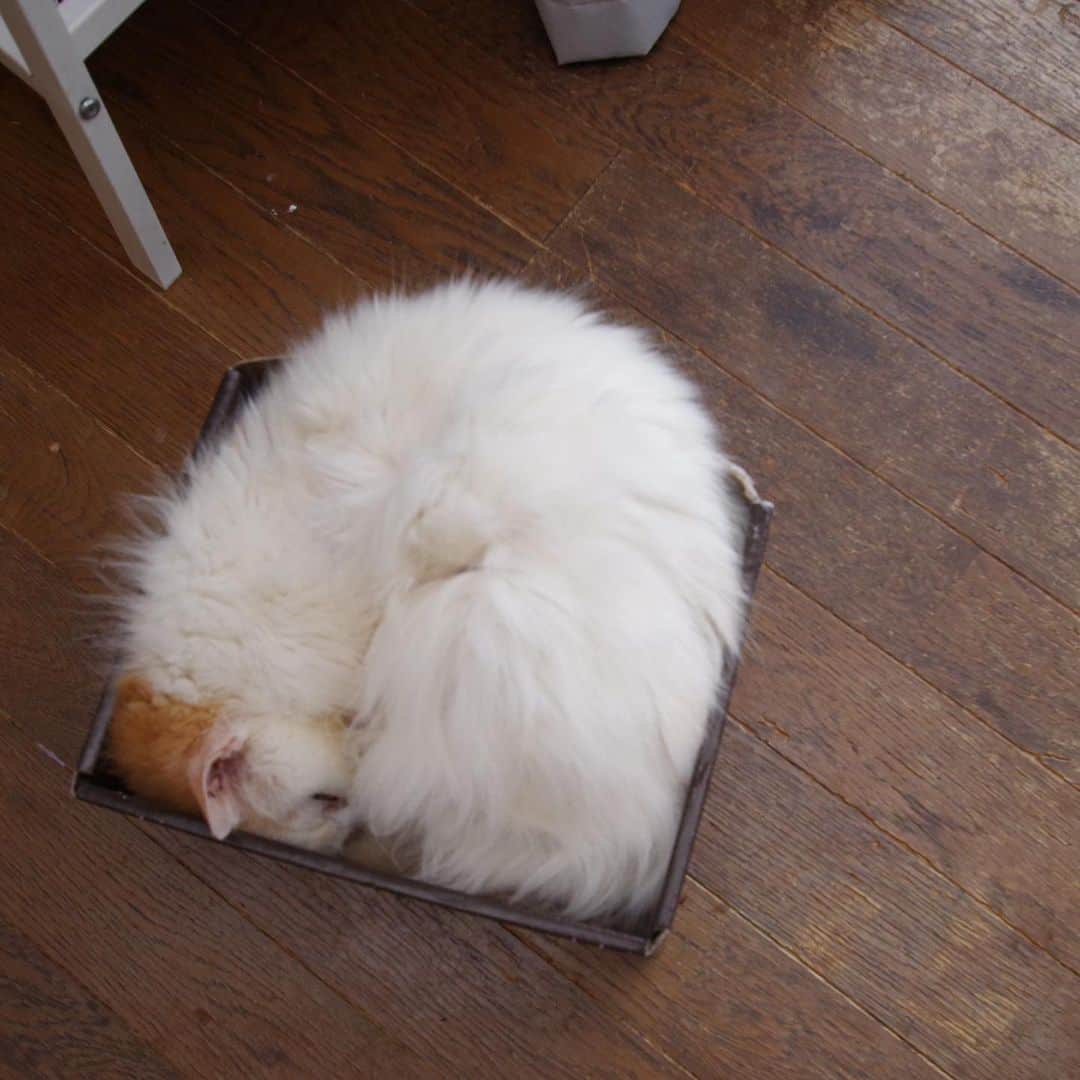 Kachimo Yoshimatsuさんのインスタグラム写真 - (Kachimo YoshimatsuInstagram)「箱入りおかき Okaki in the Box. #うちの猫ら #okaki #猫 #ねこ #cat #ネコ #catstagram #ネコ部 http://kachimo.exblog.jp」7月15日 16時39分 - kachimo
