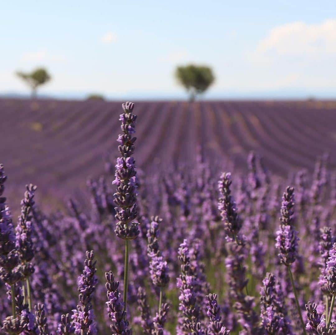 ロクシタンさんのインスタグラム写真 - (ロクシタンInstagram)「Lavender flowers are tiny, but they pack a powerful punch with their scent and essential oils! 💜 Have you ever seen lavender up close before? #Regram 📸 @m.i.m.i.l.i.l.i #LOccitane #Lavender #Flowers #EssentialOil #Fragrance #LavenderFields #Valensole #Provence #AlpesdeHauteProvence」7月15日 16時42分 - loccitane