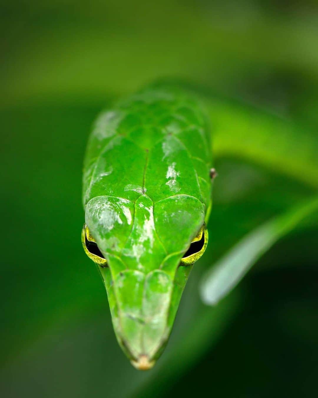 Canon Asiaのインスタグラム：「In session: taking a camouflage masterclass with the Green Vine snake 🐍 . 📷  Image by arvind.karthik7 shot using the Canon EOS 5D Mark IV  EF100mm f/2.8L Macro IS USM  f/5  ISO 500  1/250s  100mm . Want your photos to be featured too? Tag them with #canonasia or submit them on My Canon Story, link in bio! . #canonasia #photography #explore #wildlife #snake #animals #prey #predator #greenvine #colours #canon #composition #lens #inspiration」