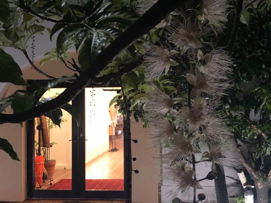 ホテル日航アリビラ 公式Instagramさんのインスタグラム写真 - (ホテル日航アリビラ 公式InstagramInstagram)「夏の夜に咲く幻想的な花「サガリバナ」の季節がまいりました。アリビラでも甘い香りを漂わせてくれています。日没後に徐々にほころびはじめ、夜に咲いて、明け方には儚く散ってしまうサガリバナの花言葉は『幸運が訪れる』です。その繊細な花びらと優雅に咲く様子は沖縄県内で夏の風物詩として親しまれています。  #ホテル日航アリビラ #アリビラ #ホテル日航 #リゾート #沖縄 #読谷  #サガリバナ #花 #植物 #自然 #夏 #夏の夜 #夜に咲く #甘い匂い #hotelnikkoalivila #alivila #hotelnikko #resort #okinawa #yomitan #barringtoniaracemosa #flowers #plants #nature #summer #summernight #bloomingatnight #sweetsmell」7月15日 17時00分 - hotelnikkoalivila