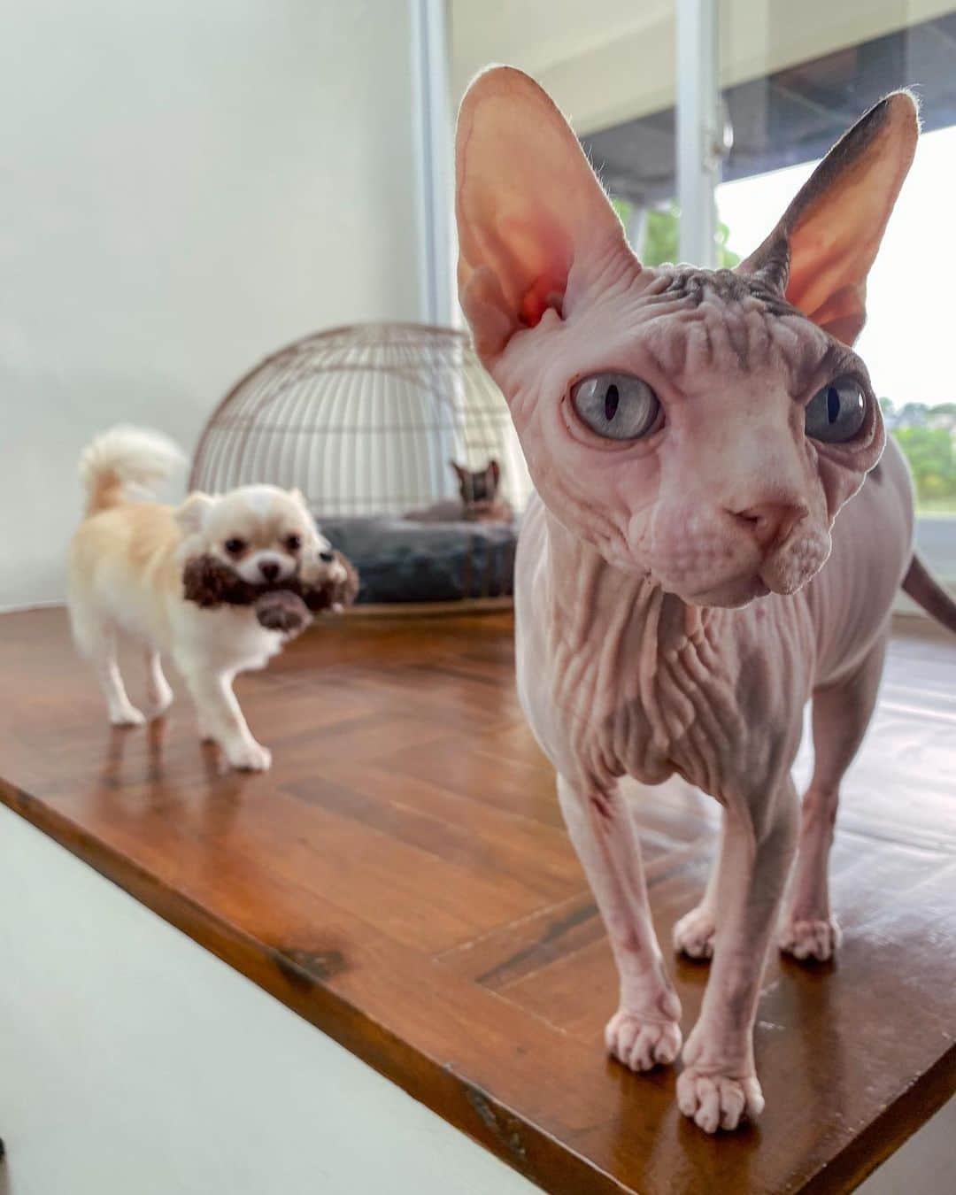 Coleen Garciaさんのインスタグラム写真 - (Coleen GarciaInstagram)「The curious, the playful/KSP, and the introvert. 🐱  #anyathesphynx #summerhuahua #stormthesphynx」7月15日 16時55分 - coleen