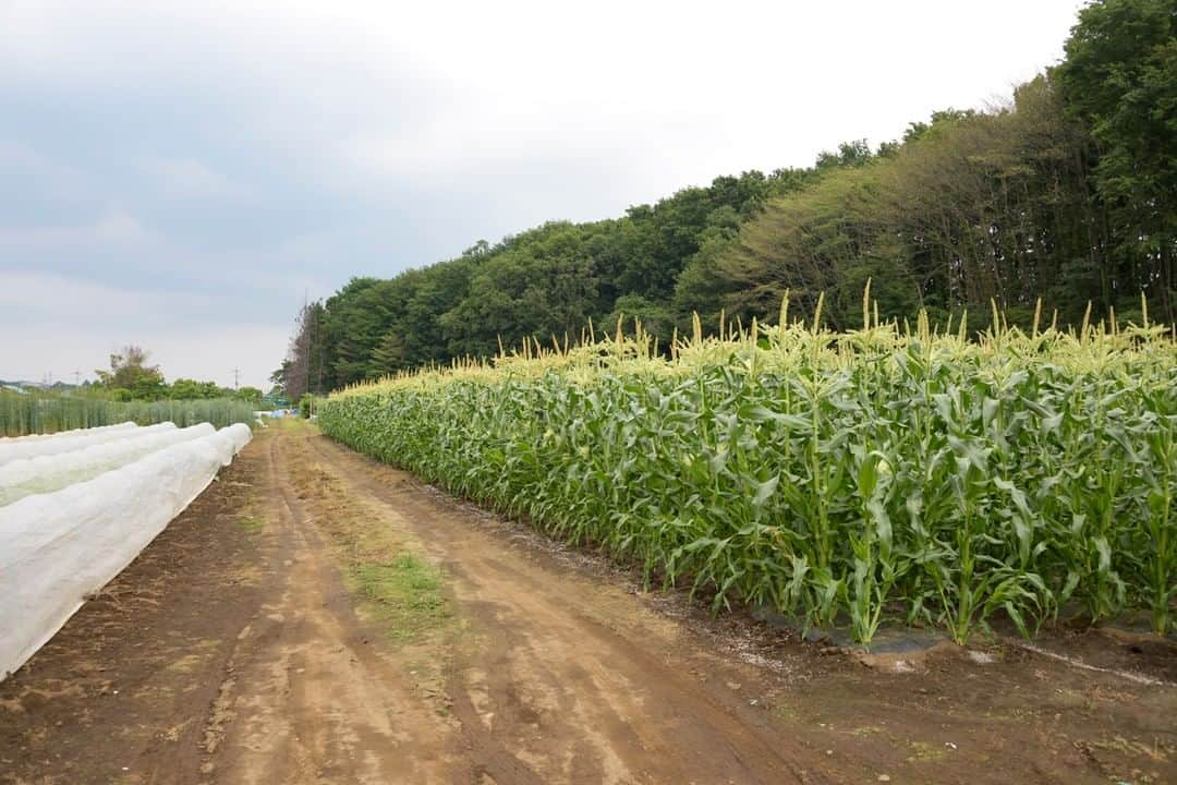 東京都庁広報課さんのインスタグラム写真 - (東京都庁広報課Instagram)「「八王子小比企町Kobikimachi (2020.5.27撮影)」最寄り駅：八王子みなみ野駅 #小比企丘陵 #八王子野菜 #農園 #農業 #湯殿川　#八王子市　#みなみ野 #tokyotokyo #tokyogram #moodygrams #jp_gallery #ptk_japan #gdayjapan #realtokyo #beautifuldestinations #tokyojapan #instatokyo #loves_nippon #phos_japan #bestjapanpics #cooljapan #japan_of_insta #photo_jpn #illgrammers　 #景色 #東京 #Tokyo #东京 #도쿄 #tokyogood」7月15日 17時02分 - tocho_koho_official