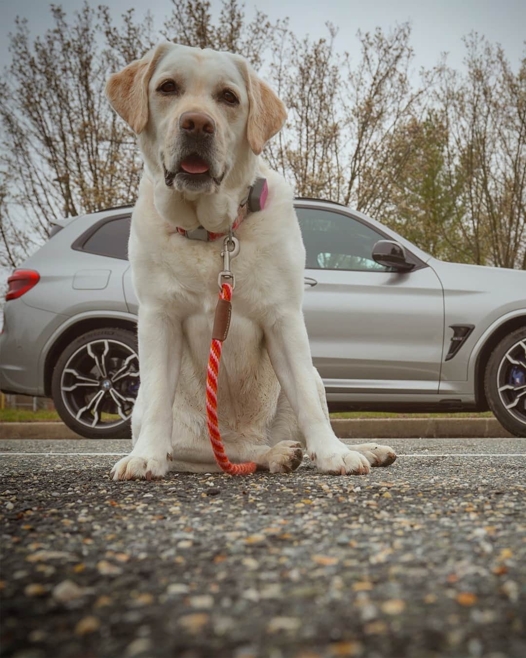 BMWのインスタグラム：「You don't need many possessions to make your life whole. #TheX3M #BMW #X3M #BMWM #BMWrepost @andie_the_lab __ BMW X3 M Competition: Fuel consumption in l/100 km (combined): 10.5. CO2 emissions in g/km (combined): 239.  Further information: www.bmw.com/disclaimer. Acceleration (0-100 km/h): 4.1 s. Power: 375 kW, 510 hp, 600 Nm. Top speed (limited): 250 km/h (with optional M Drivers Package: 285 km/h).」
