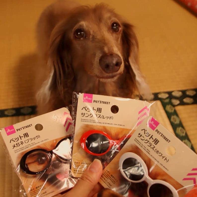 くるみんのインスタグラム：「* 100円ショップのダイソーに行ったら、面白いもの見つけた❗ そう言えば、どなたかのSNSで見たかも。 メガネを掛けた2ワンは明日からのお楽しみに💓 * #ミニチュアダックスフンド #ミニチュアダックスフント #ミニチュアダックス #イザベラタン #イザベラ #ダックスlove #ダックス多頭飼い #ダックスフント #ダックス部 #ダックス大好き #ダックス #ダックスフンド #いぬばか部 #いぬすたぐらむ #短足部 #ダイソー #ペット用サングラス #ペット用メガネ #100円ショップ #dachshundgram #dachshund #dogstagram #instagramdog #instadachs #instadog #inutokyo #inustagram #instagramdog #todayswanko #7pets_1day」