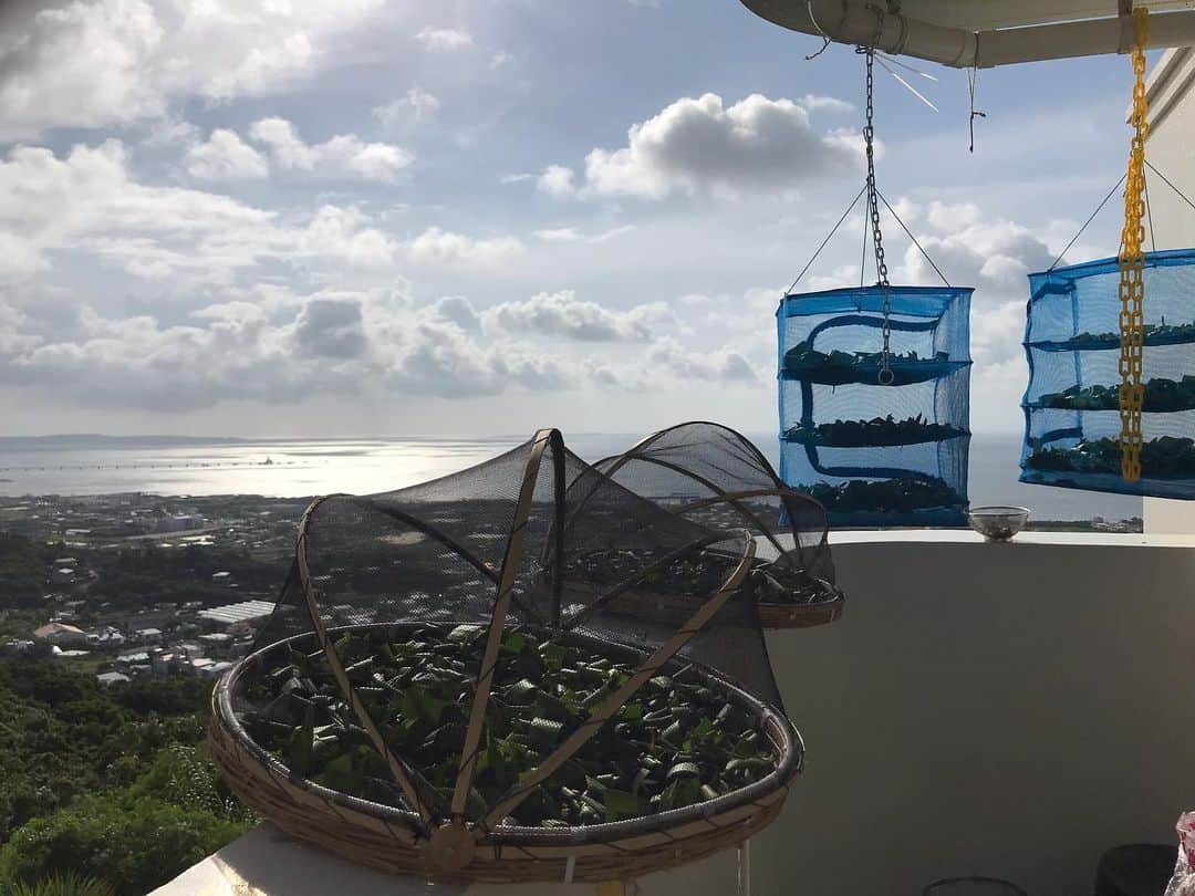 のインスタグラム：「おはようございます。 二度寝してしまった。 今日もブンブンいきます！ 雨降るなよ〜  #月桃」