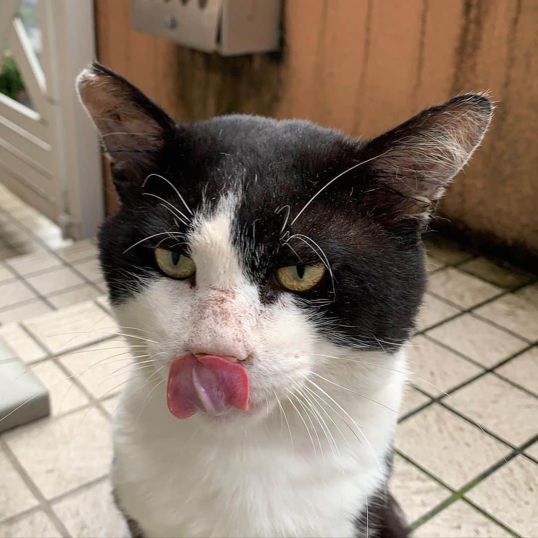 Kachimo Yoshimatsuさんのインスタグラム写真 - (Kachimo YoshimatsuInstagram)「おはようイカスミ。 Good Morning Ikasumi. 今日はとろ〜り。 #うちの猫ら #ikasumi #sotononekora #猫 #ねこ #cat #ネコ #catstagram #ネコ部 http://kachimo.exblog.jp」7月15日 8時33分 - kachimo