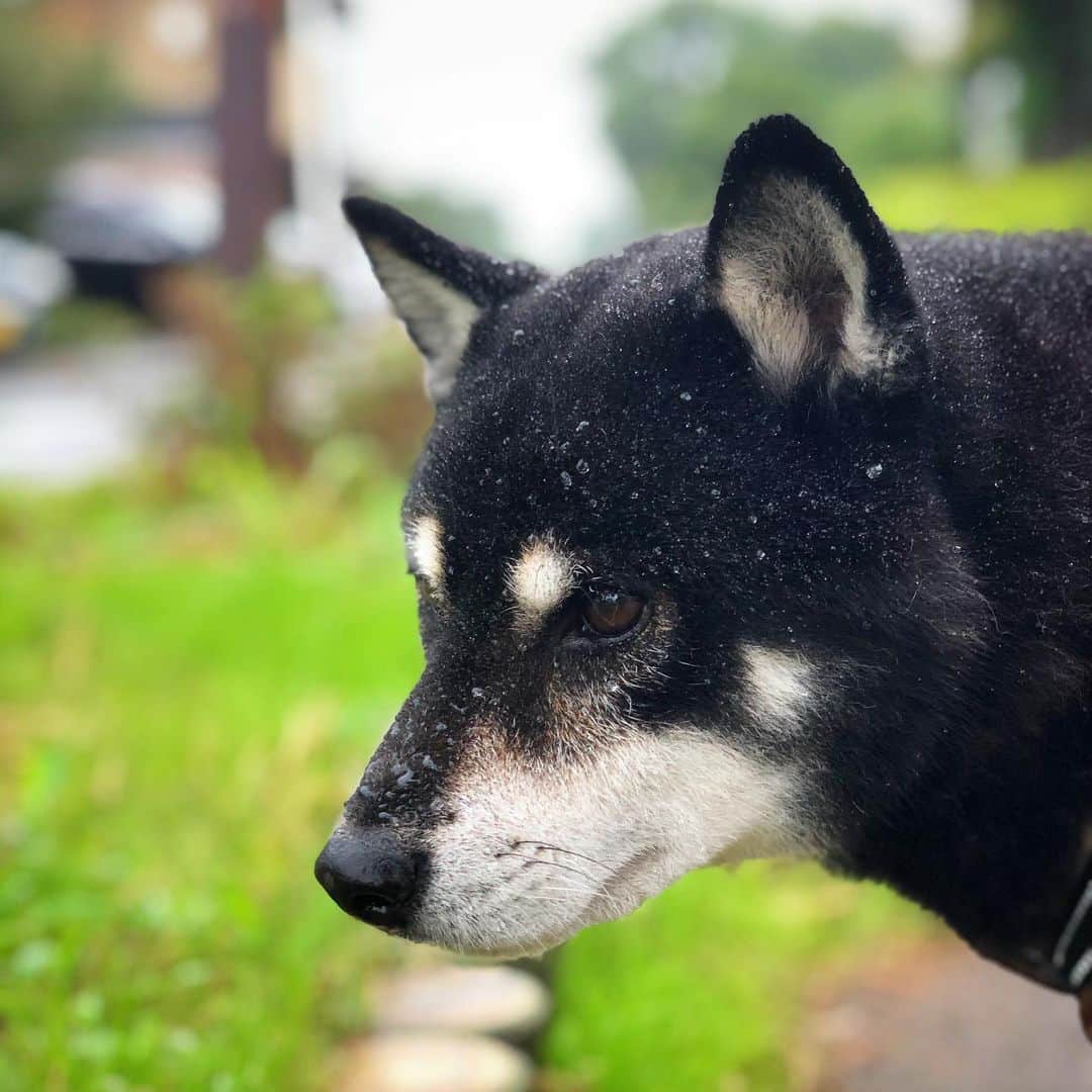 小川博永さんのインスタグラム写真 - (小川博永Instagram)「朝からびしょ濡れ。  #濡れまる  #今朝まる #ししまる #dog #dogs #柴犬 #黒柴」7月15日 8時58分 - ogawahironaga