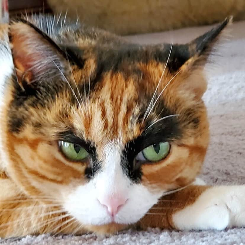 リリーさんのインスタグラム写真 - (リリーInstagram)「In a mood 🙄 Can you tell?  . . . . . . #lillycrazyeyes #mood #catsofinstagram #9gag #calico #instacat #meowstagram #meow #meowdel #instacalico #calico #tuesday #eyeroll #eye #crazyeyes #sassy #sass」7月15日 9時18分 - lilly_crazyeyes