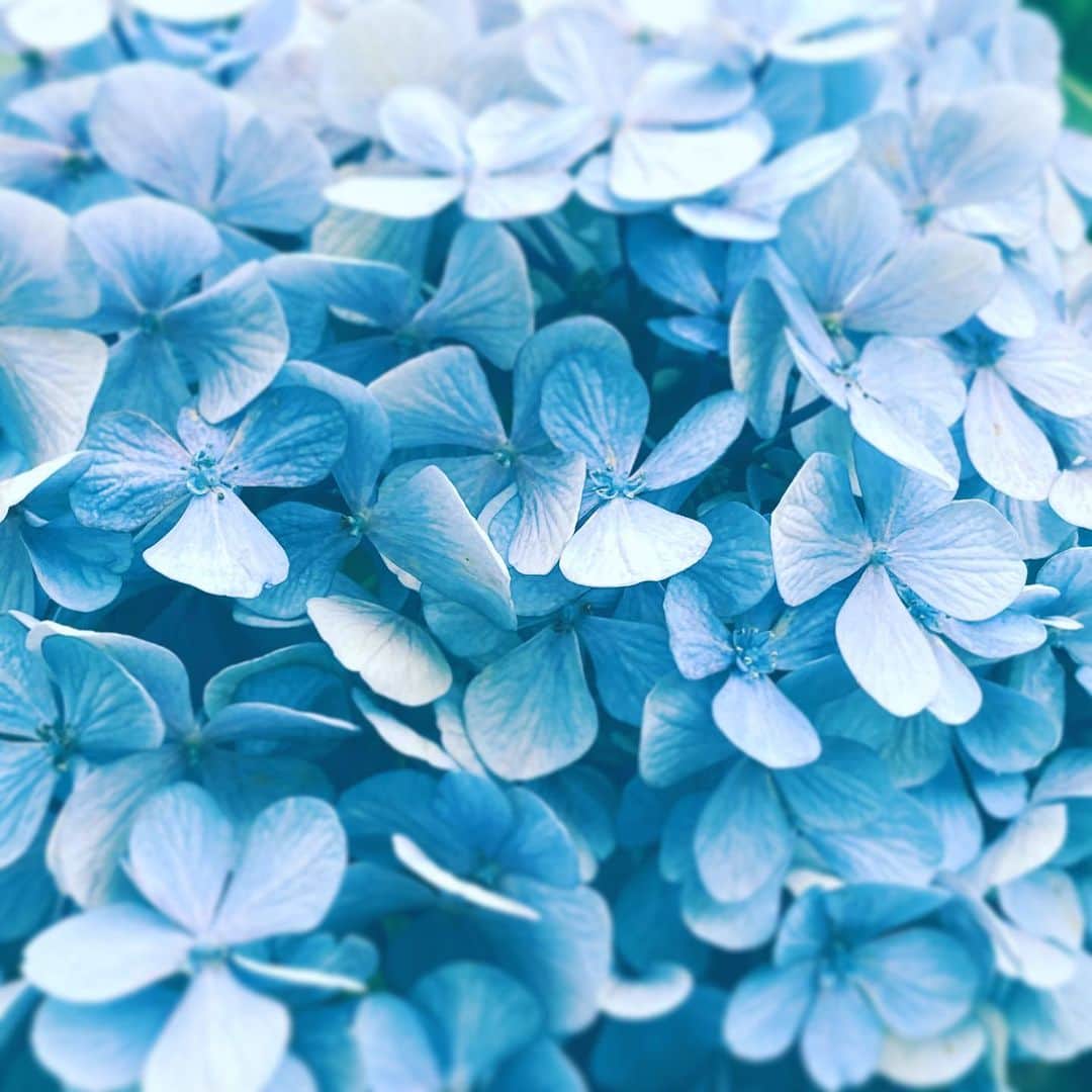 中野敬久さんのインスタグラム写真 - (中野敬久Instagram)「#flowers #flowersoflife #blue #hope #rain」7月15日 9時23分 - hirohisanakano