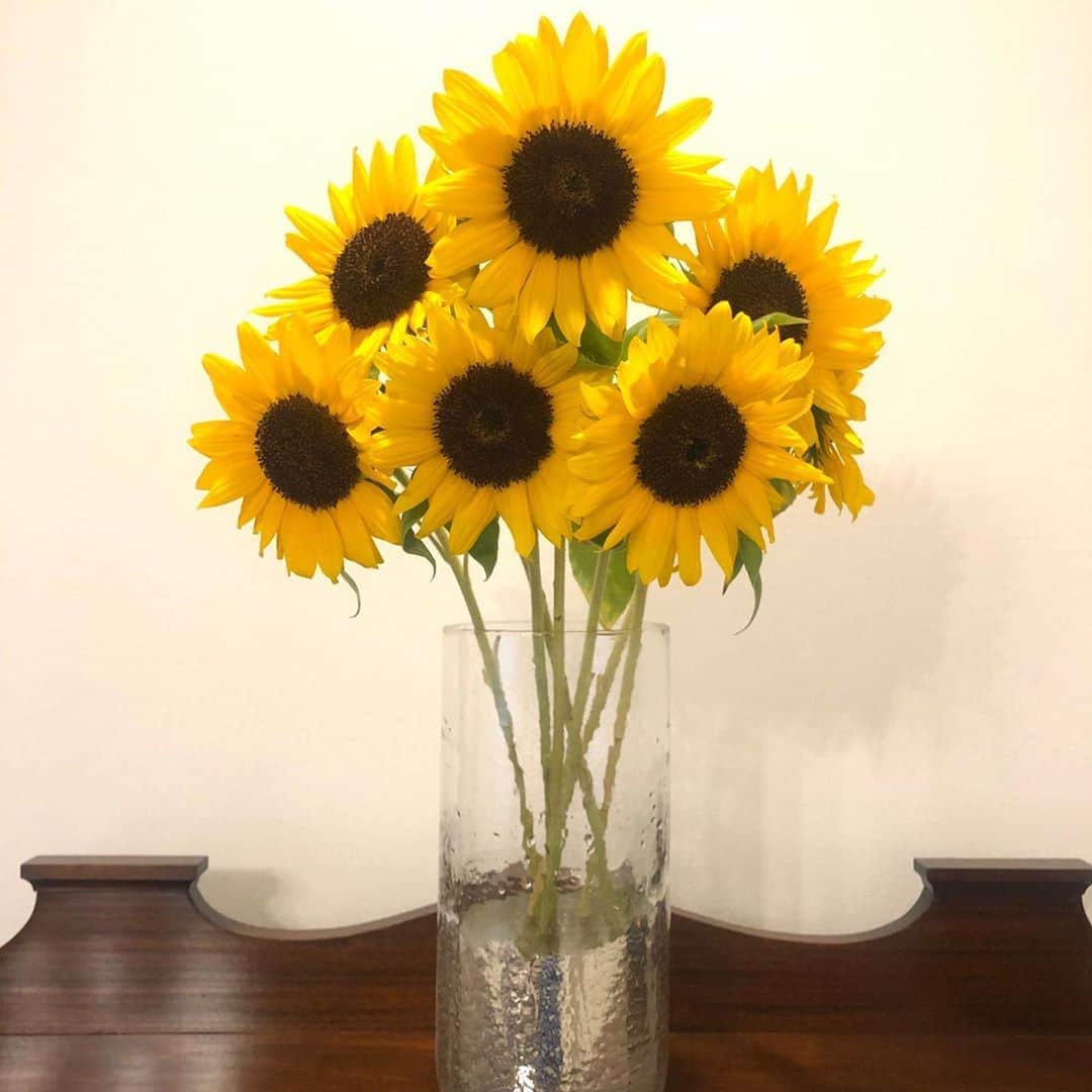 雨宮朋絵のインスタグラム：「ひまわりの花言葉 「あなたは素晴らしい」  #ひまわり  #向日葵  #sunflower」