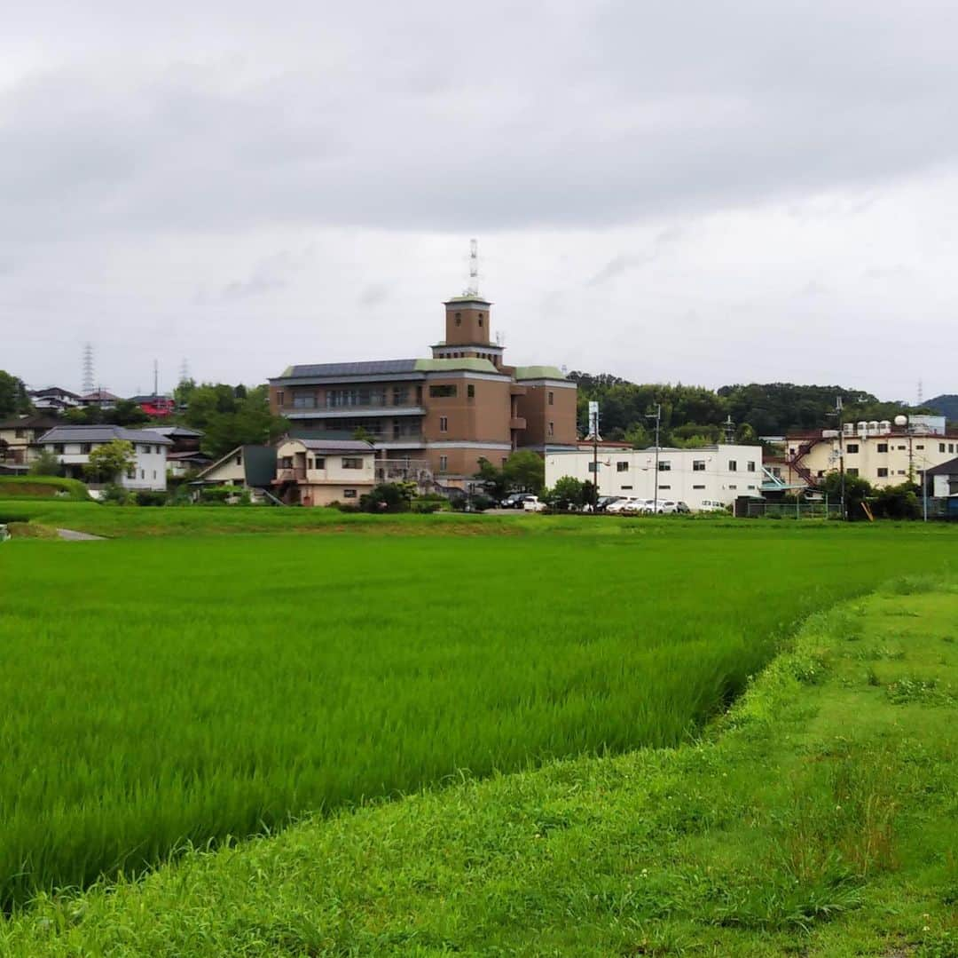 橋本かずまさのインスタグラム：「地元 大東市 四條畷市は両市とも奈良県生駒市と接しており、大阪府と奈良県の県境です。 特に四條畷市は昔からの住宅地が接しています。 #田園風景 が残る地域です。 すごくきれいに田んぼを作っておられます。 ご自宅にお伺いしてご挨拶にまわらせて頂きました。 本当に暖かくお話しをして頂きました。 叱咤激励を頂きました。 感謝感謝です。 ありがとうございました。 県境には#一級河川天の川 が流れています。 昔は河内国と大和国の国境でした。 生駒市にある大人気のラーメン屋さん《 #らぁめん トリカヂ イッパイ 》さんで特製和え麺を食べました。 ボリューム満点でめちゃめちゃ美味しかったです😋 ご馳走さまでした。  #大阪府 #大東市 #四條畷市 #県境 #田んぼ #田園風景 #感謝 #奈良県 #生駒市  #らぁめんトリカヂイッパイ  #和え麺」