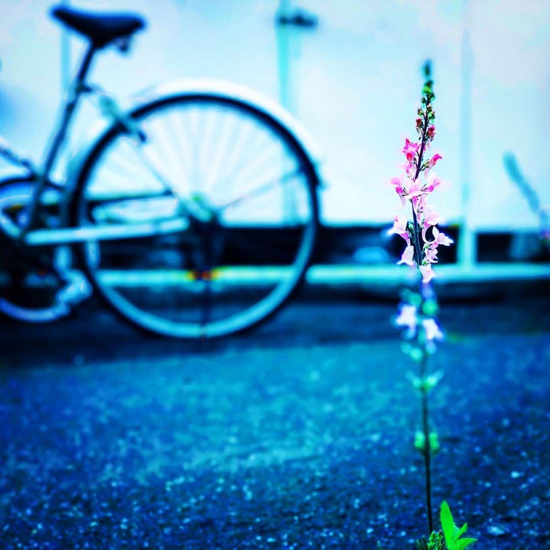 江田由紀浩のインスタグラム：「被写界深度をね。笑 #札幌市西区 #八軒 #散歩 #花 #自転車 #被写界深度 #ボケ」