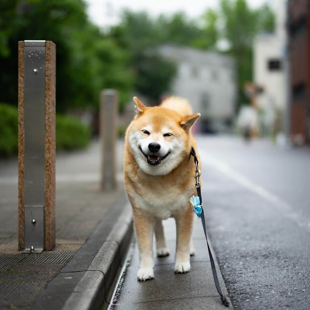 まる（まるたろう）のインスタグラム