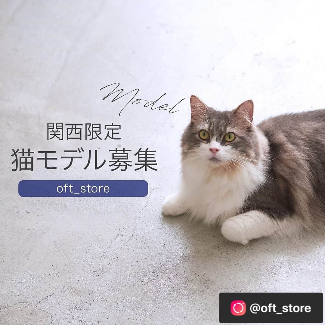 コテツさんのインスタグラム写真 - (コテツInstagram)「2020/7/15 @oft_store  一番小さいおはつで応募します おはつ マンチカン　1歳　女の子 タレ耳で三毛柄 おもちゃもおやつも大好き 人見知りなし よろしくお願いします」7月15日 9時38分 - kotetuchan