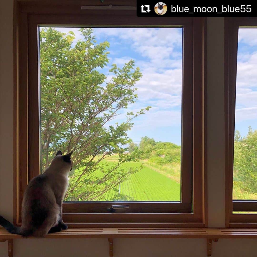 ねこのインスタグラム