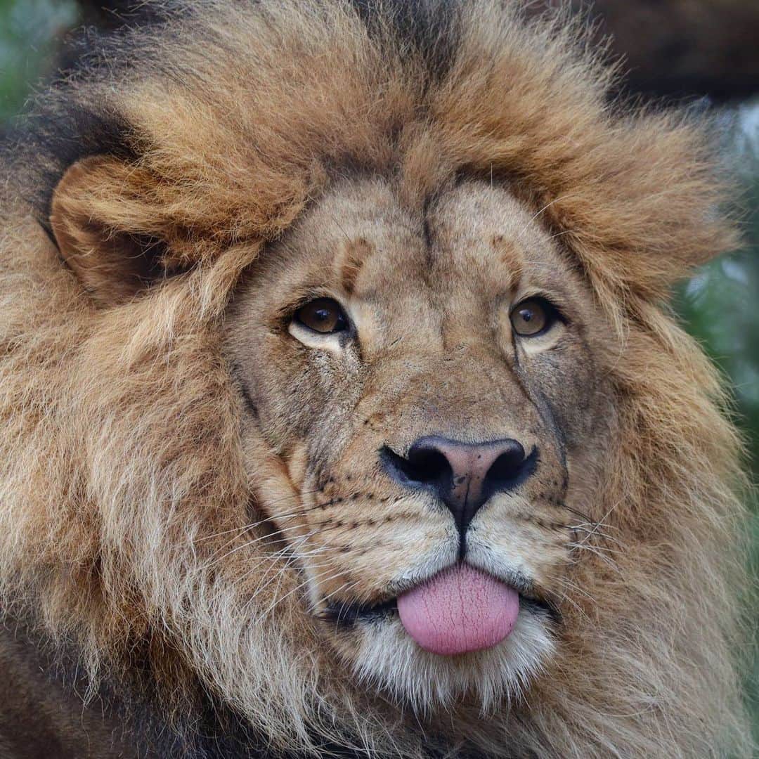 San Diego Zooさんのインスタグラム写真 - (San Diego ZooInstagram)「Ernest is a total mood. Who can relate? 🦁 #TongueOutTuesday #Mood #WeAintLion #Blep #SanDiegoZoo 📷Mary-Ellen Jordan」7月15日 10時08分 - sandiegozoo