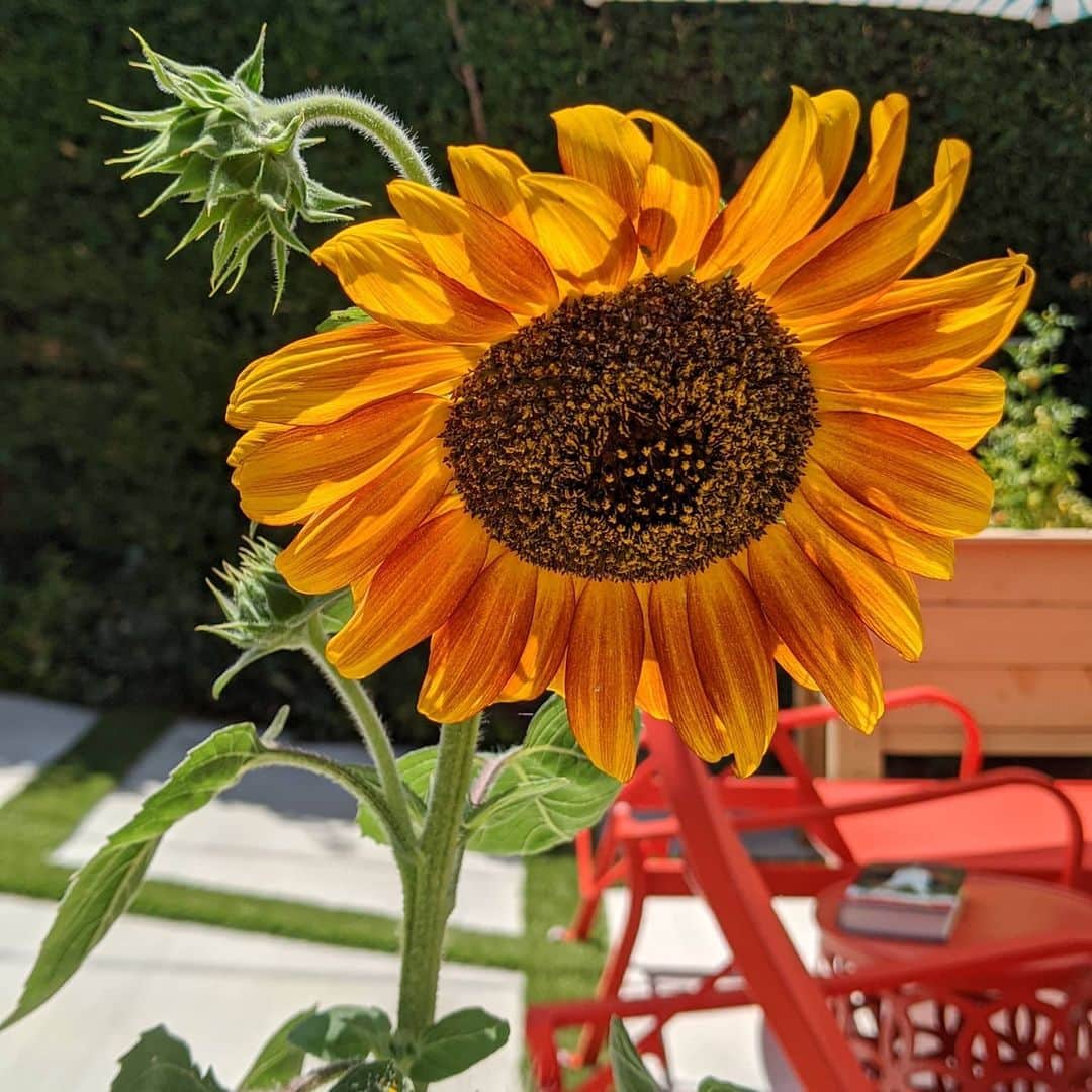 ウィル・ウィトンさんのインスタグラム写真 - (ウィル・ウィトンInstagram)「Sunflower in my patio garden.」7月15日 10時26分 - itswilwheaton