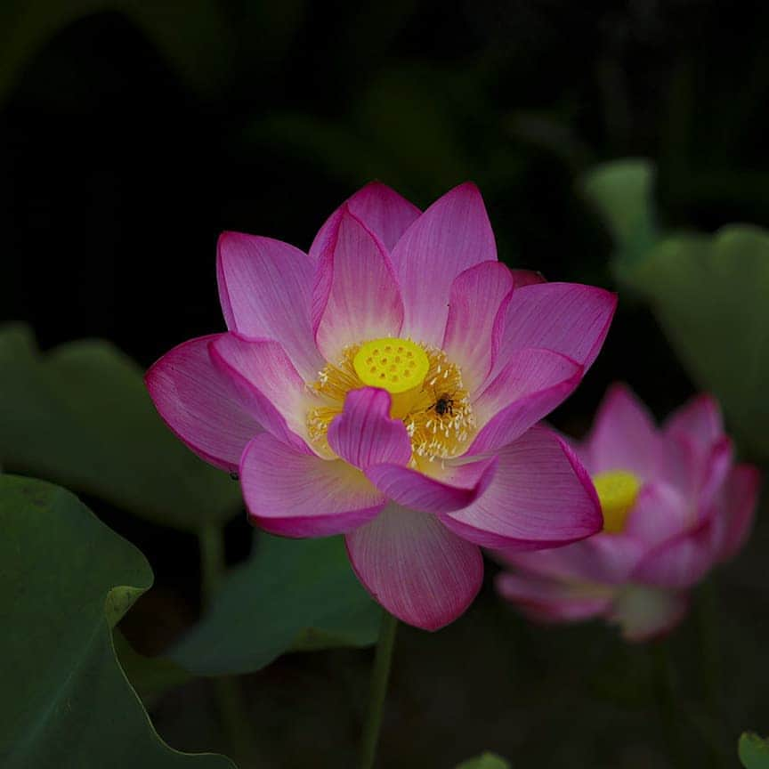 愛知県田原市さんのインスタグラム写真 - (愛知県田原市Instagram)「Lotus in the dark * 最近花を暗めに撮るのにハマりました * #蓮 #市内のお寺で見かけました #現在#過去#未来 を表す花だそうな #ちなみに写真は現在らしい * ありがたやーありがたやー #たはら暮らし * #渥美半島#田原市#伊良湖岬#伊良湖#赤羽根#菜の花浪漫街道#花#花のある暮らし#はなまっぷ#田舎暮らし#日々の暮らし#休日の過ごし方#スローライフ#Lotus#flower#tahara#irago#akabane#surfing#instagramjaran#igersjp#scenic_jp」7月15日 10時25分 - tahara_kurashi