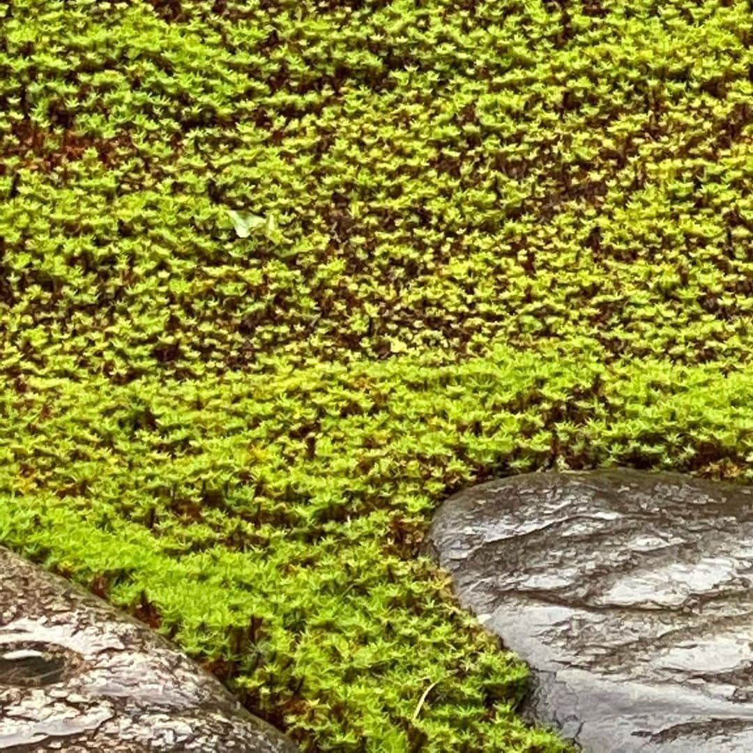 軍地彩弓さんのインスタグラム写真 - (軍地彩弓Instagram)「雨の京都。 いつもより人も少なく、時間がゆっくりと流れていました。 訪れた建仁寺両足院は、季節の半夏生が白く色ついていました。 伊藤東凌さんとの対話も、この時期をどう生きるか、の問いを自分自身深めるありがたい機会となります。 ただ、美しい庭の緑を眺めるだけで心が落ちつく。 帰り道に見つけた蓮の花の美しさ。  また、ここに戻りたいな。 #両足院 #kyoto @yoshie.816 ちゃん、いつもありがとう！LOVE❤️」7月15日 10時54分 - sayumi7