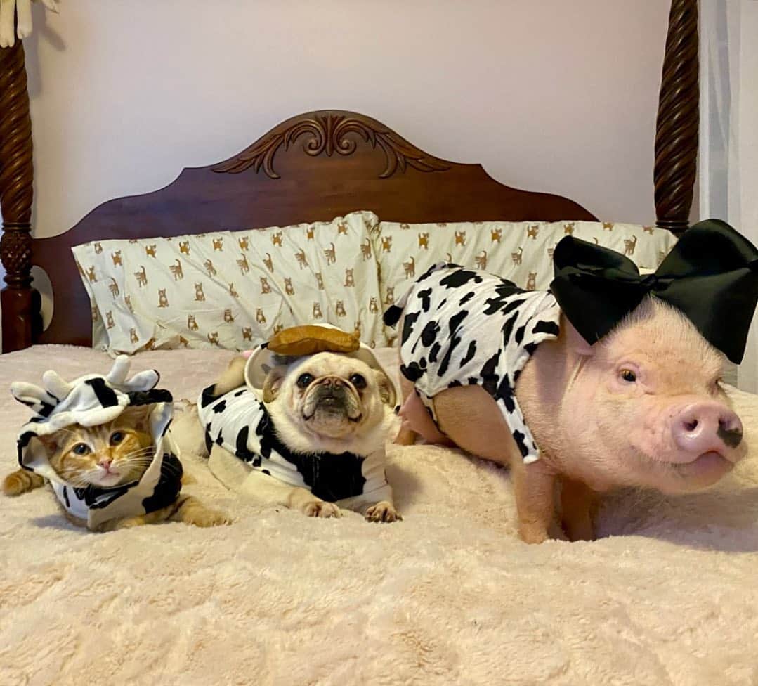Priscilla and Poppletonさんのインスタグラム写真 - (Priscilla and PoppletonInstagram)「Q: What did the mommy cow say to her baby calves? A: It’s pasture bedtime! Sweet dreams everyone!🐷💗🐮#cowappreciationday #interspecieslove #tiggerthekitty #pigtailthepug #poseypig #PrissyandPop」7月15日 10時52分 - prissy_pig