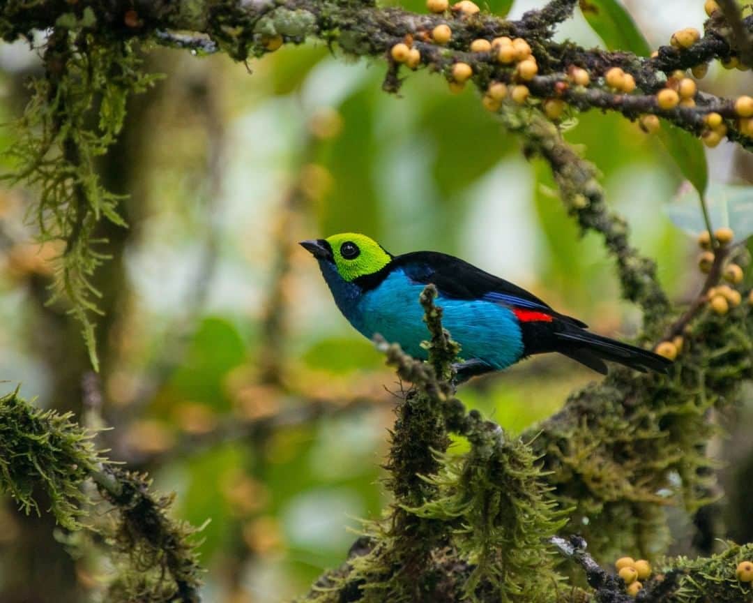 National Geographic Travelさんのインスタグラム写真 - (National Geographic TravelInstagram)「Photo by @bethjwald  A paradise tanager is one of nearly 600 species of birds in the megadiverse rainforest of the Cordillera del Condor, a remote and rugged region in southeastern Ecuador.」7月15日 11時03分 - natgeotravel