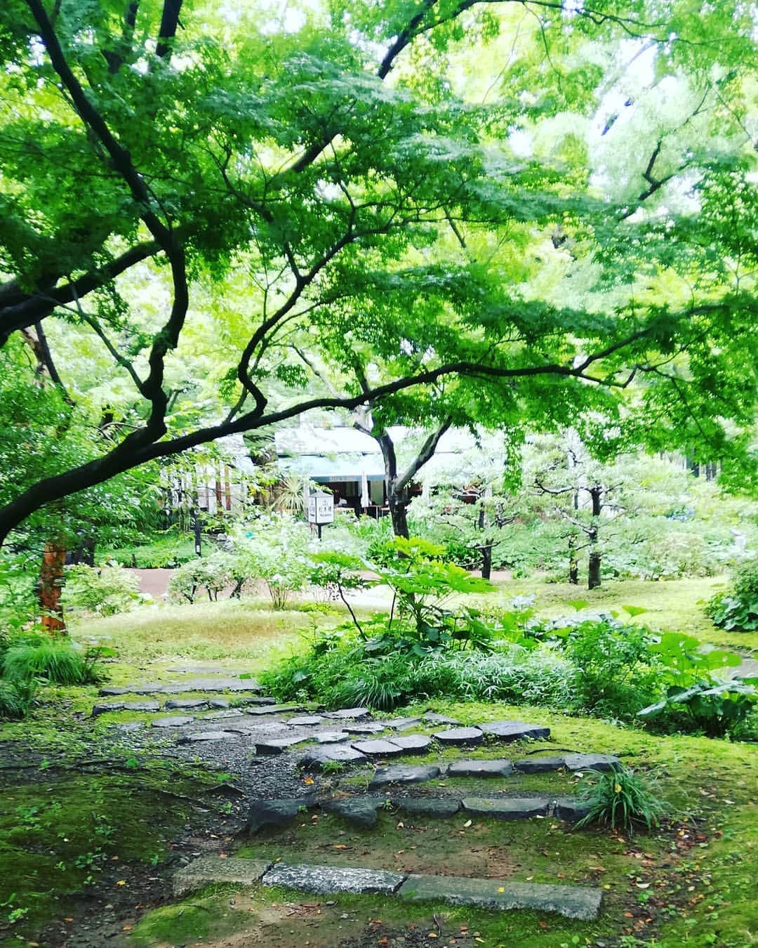 石井寛子のインスタグラム：「雨上がりの公園 今までは足元汚れるしと 嫌煙してたけど  雨がいろんなものを 洗い流してくれて うるおい、におい、静けさ 心まで整う感じ。  梅雨の楽しみかた、みつけた☺️  #日比谷公園」