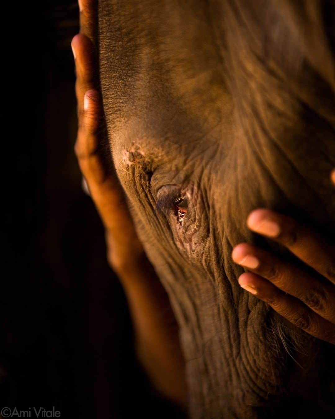 ナショナルジオグラフィックさんのインスタグラム写真 - (ナショナルジオグラフィックInstagram)「Photo by @amivitale  Suyian, the first elephant rescued by  northern Kenya's Reteti Elephant Sanctuary (@r.e.s.c.u.e), is comforted in her first moments after arrival. @r.e.s.c.u.e is the first Samburu community-owned elephant sanctuary in Africa, and wildlife keepers there are working to rehabilitate abandoned and orphaned elephants in order to return them to the nearby wild herds.  Community-based conservation is a powerful way forward to protect vast tracts of Africa. This elephant sanctuary is the culmination of a two-decades-long process of tipping conservation upon its head—protecting wildlife for, and not just from, people. In that sense the sanctuary is as much about people as the elephants. Already they have successfully returned six orphaned elephants to the wild, and community ties to wildlife grow stronger with each passing year. Learn more, including how to help, by following @amivitale and @r.e.s.c.u.e. @conservationorg @thephotosociety. #kenya #conservation #elephants #africa」7月15日 11時34分 - natgeo