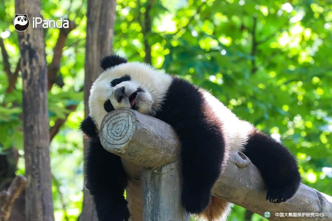iPandaさんのインスタグラム写真 - (iPandaInstagram)「Don’t wake me up! I can sleep until the end of time. 🐼 🐾 🐼 #panda #ipanda #animal #pet #adorable #China #travel #pandababy #cute #photooftheday #Sichuan #cutepanda #animalphotography #cuteness #cutenessoverload」7月15日 17時30分 - ipandachannel