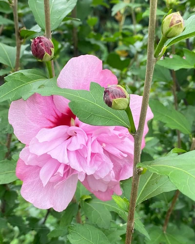 生活の木 メディカルハーブガーデン薬香草園【公式】のインスタグラム