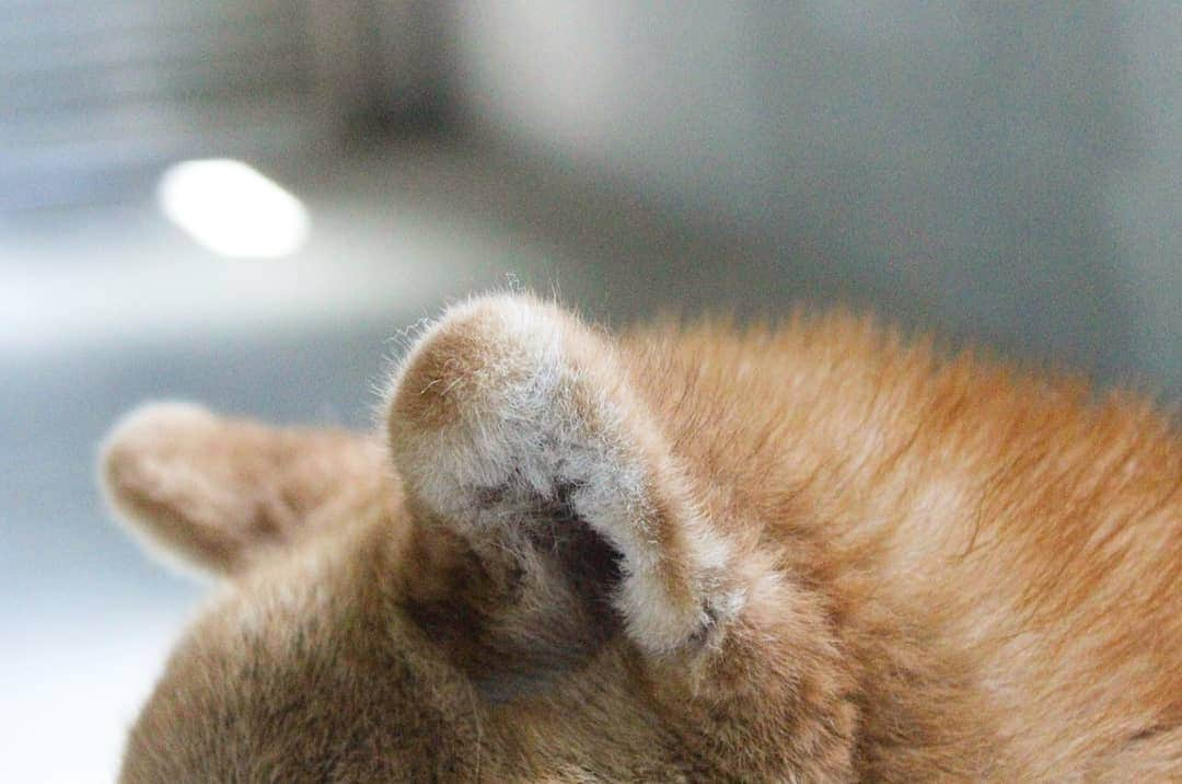 柴犬たま Shibainu Tamaさんのインスタグラム写真 - (柴犬たま Shibainu TamaInstagram)「ウニのふかふかな耳💓﻿ ﻿﻿﻿ Caption trans🇬🇧﻿﻿﻿ Uni's fluffy ears💓﻿ ﻿﻿﻿ #たま家族 #柴犬ウニ #ふわもこ #耳フェチ #どアップ﻿ #柴犬 #shiba #shibainu #shibastagram #犬 #dog #柴犬子犬 #子犬 #shibapuppy #shibainupuppy #puppy」7月15日 12時12分 - tama7653