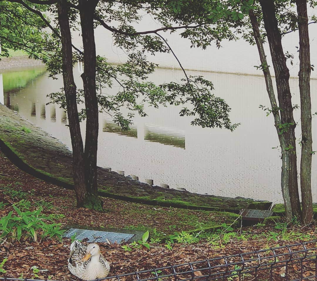 法政大学さんのインスタグラム写真 - (法政大学Instagram)「多摩キャンパスの入り口にある調整池 通称「あひるの池」より。 #法政 #大学 #多摩 #キャンパス #あひる #hosei #university #duck」7月15日 12時57分 - hosei_university