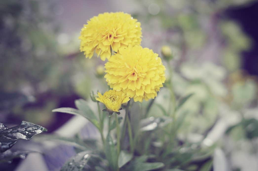 最上もがさんのインスタグラム写真 - (最上もがInstagram)「お花って癒されるよね。 📷🌼」7月15日 14時35分 - mogatanpe