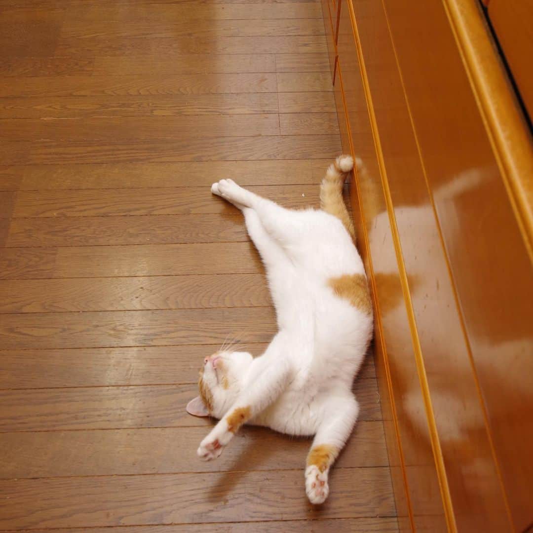 Kachimo Yoshimatsuさんのインスタグラム写真 - (Kachimo YoshimatsuInstagram)「今日の行き倒れ Oinari-Chan sleeping #うちの猫ら #oinari #猫 #ねこ #cat #ネコ #catstagram #ネコ部 http://kachimo.exblog.jp」7月15日 15時01分 - kachimo