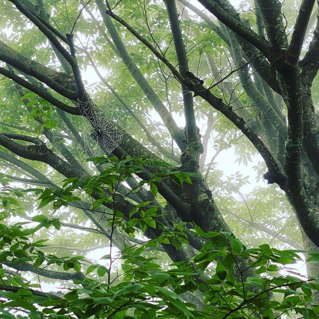 木本泉さんのインスタグラム写真 - (木本泉Instagram)「-﻿ ふっと見るとクモの巣🕸﻿ ﻿ こんなに絵に描いたようなのを見たのは久々かも。﻿ ﻿ なんか糸で作ったものかと、目を凝らして見てしまいました笑。﻿ ﻿ すごいね😌﻿ ﻿ #クモの巣#雨の日#新緑」7月15日 15時03分 - izumikimoto