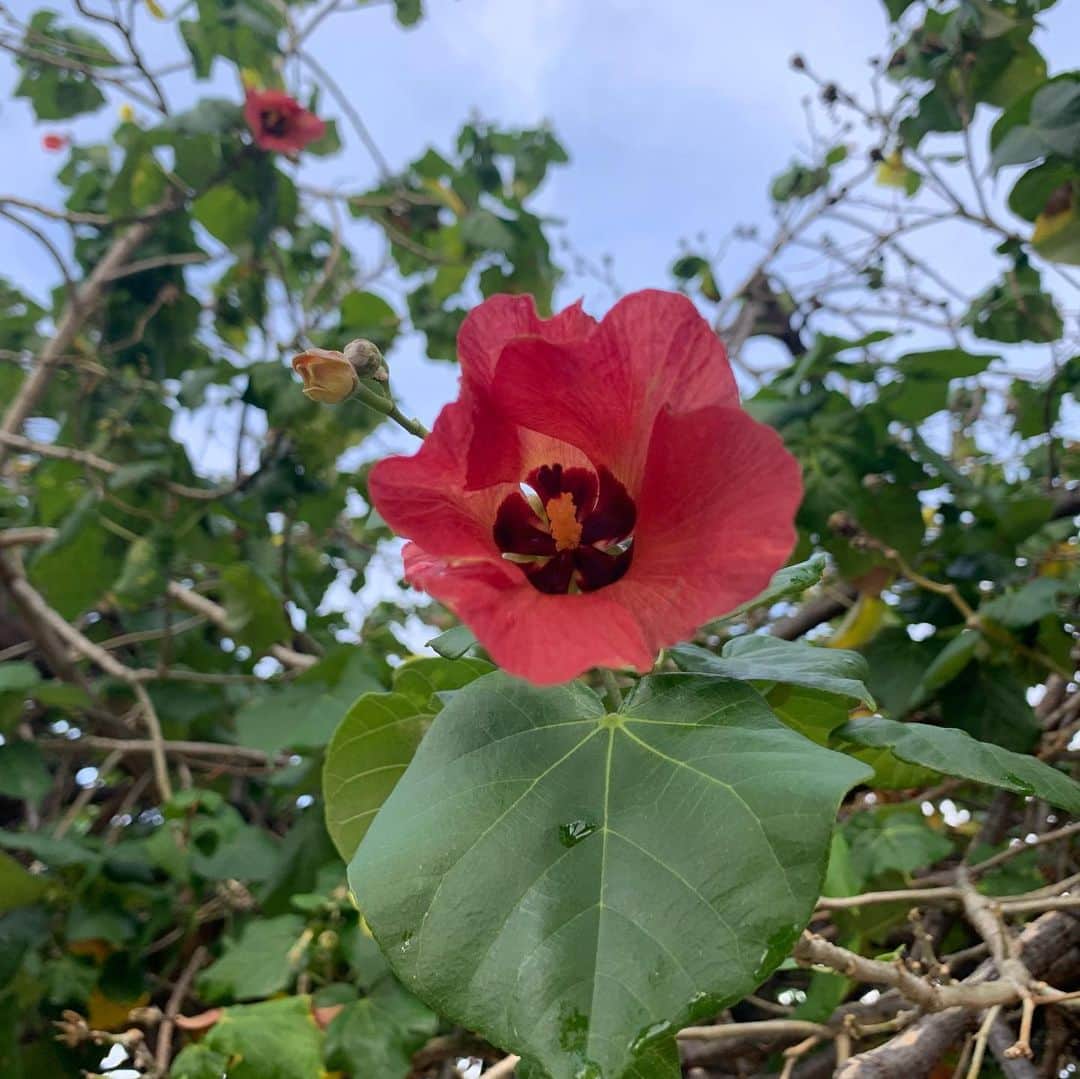 飯島寛子さんのインスタグラム写真 - (飯島寛子Instagram)「ハレクラニホテルの前のハウツリー、朝に黄色い花が咲き、夕方にはオレンジ～赤色に変色してしぼみ、翌朝には落花。儚い‥「人はみな草のようで、その栄えは、みな草の花のようだ。草はしおれ、花は散る。しかし、主のことばは　とこしえに変わることがない。」(1ペテロ1:24-25) #聖書　#ハワイ暮らし　#ハレクラニホテル改装　#ハウツリー　#ハウの花　#ウォーキング」7月15日 15時10分 - hirokoiijima