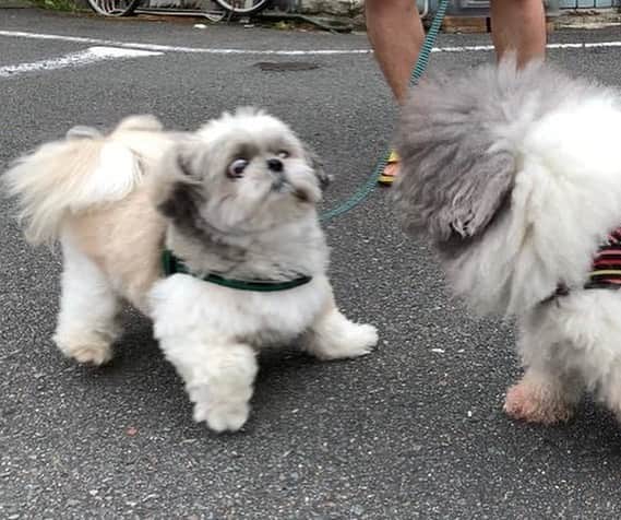 9GAGさんのインスタグラム写真 - (9GAGInstagram)「When people I just met ask me to tell them about myself 📸 @aunshige - #shihtzu #introvert #9gag」7月15日 15時21分 - 9gag