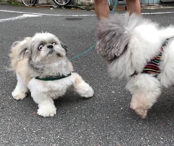 9GAGさんのインスタグラム写真 - (9GAGInstagram)「When people I just met ask me to tell them about myself 📸 @aunshige - #shihtzu #introvert #9gag」7月15日 15時21分 - 9gag