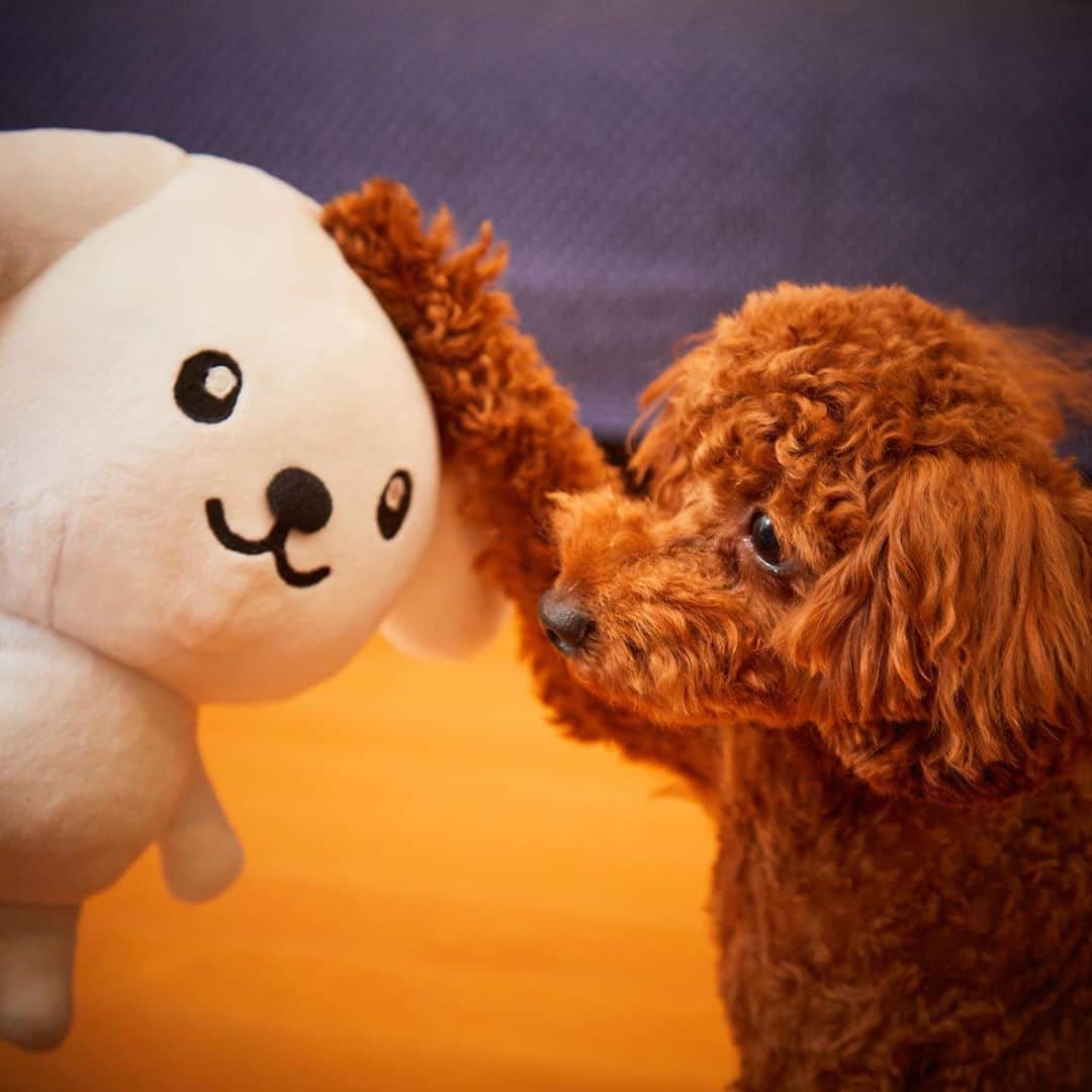 ダスキン ダス犬【公式】のインスタグラム：「【ダス犬のおともだち紹介】  トイプードルの琥珀くんだよ♪  ちょっぴり怖がりさんみたいだけど、 ダス犬とはすぐに仲良しに! ふわふわのしっぽ、似てるかな？  #ダス犬のおともだち #犬好きさんと繋がりたい #いぬすたぐらむ  #犬のいる暮らし  #犬のいる生活  #ふわもこ部  #犬バカ部  #犬部」