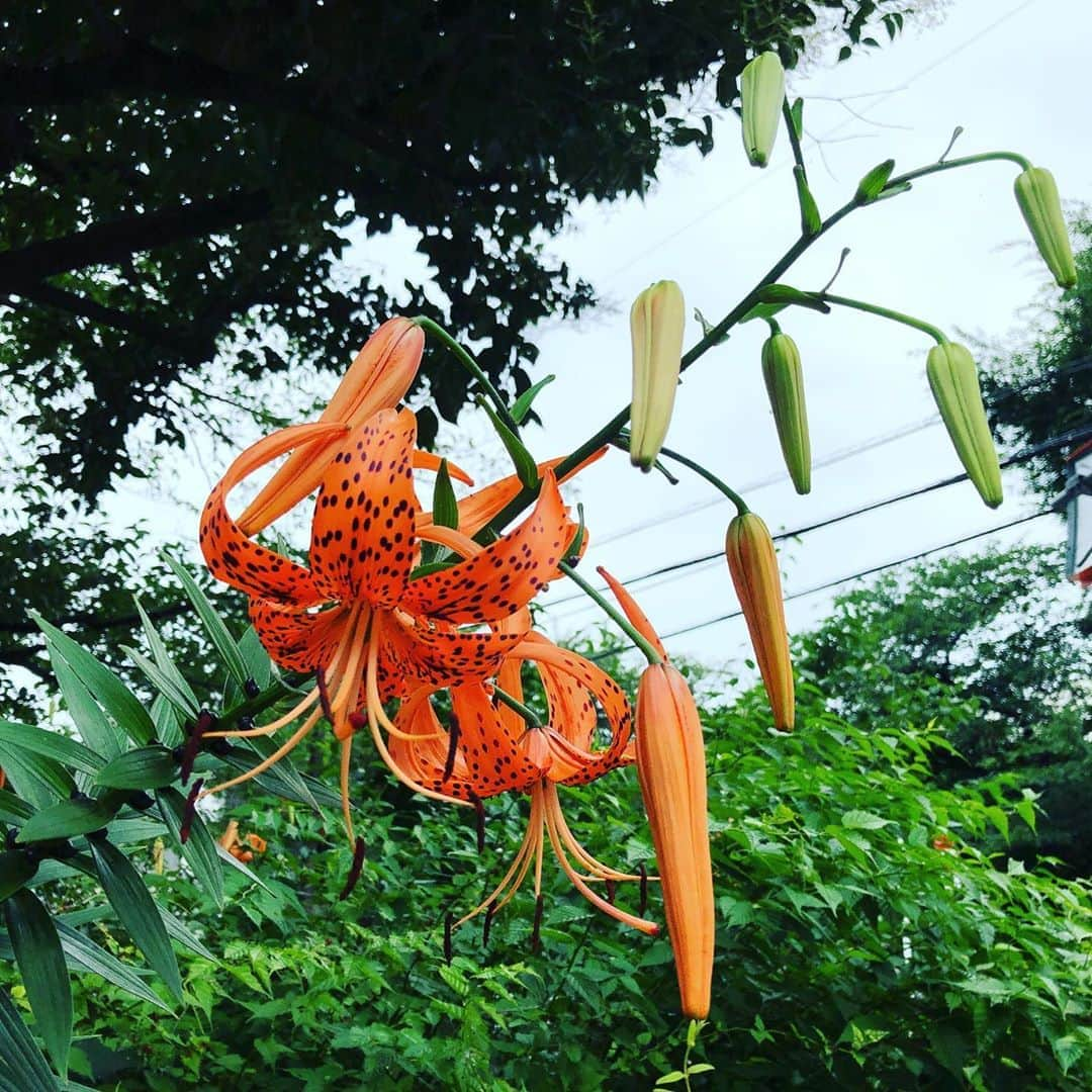 石原詢子さんのインスタグラム写真 - (石原詢子Instagram)「霧雨だったけど、ウォーキング中に見つけた「オニユリ」  #オニユリ #花言葉 #繁栄 #ウォーキング #霧雨 #良く降るなぁ #石原詢子 #明日は #日本のうた #収録 #頑張らなくっちゃ」7月15日 15時26分 - junko_ishihara.official