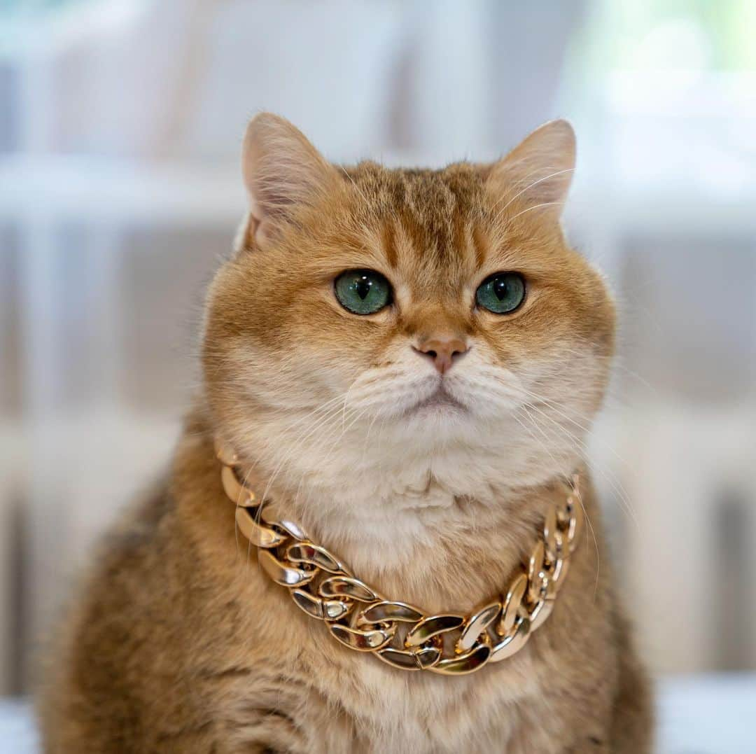 Hosicoさんのインスタグラム写真 - (HosicoInstagram)「Gold suits me 🥇」7月15日 15時37分 - hosico_cat