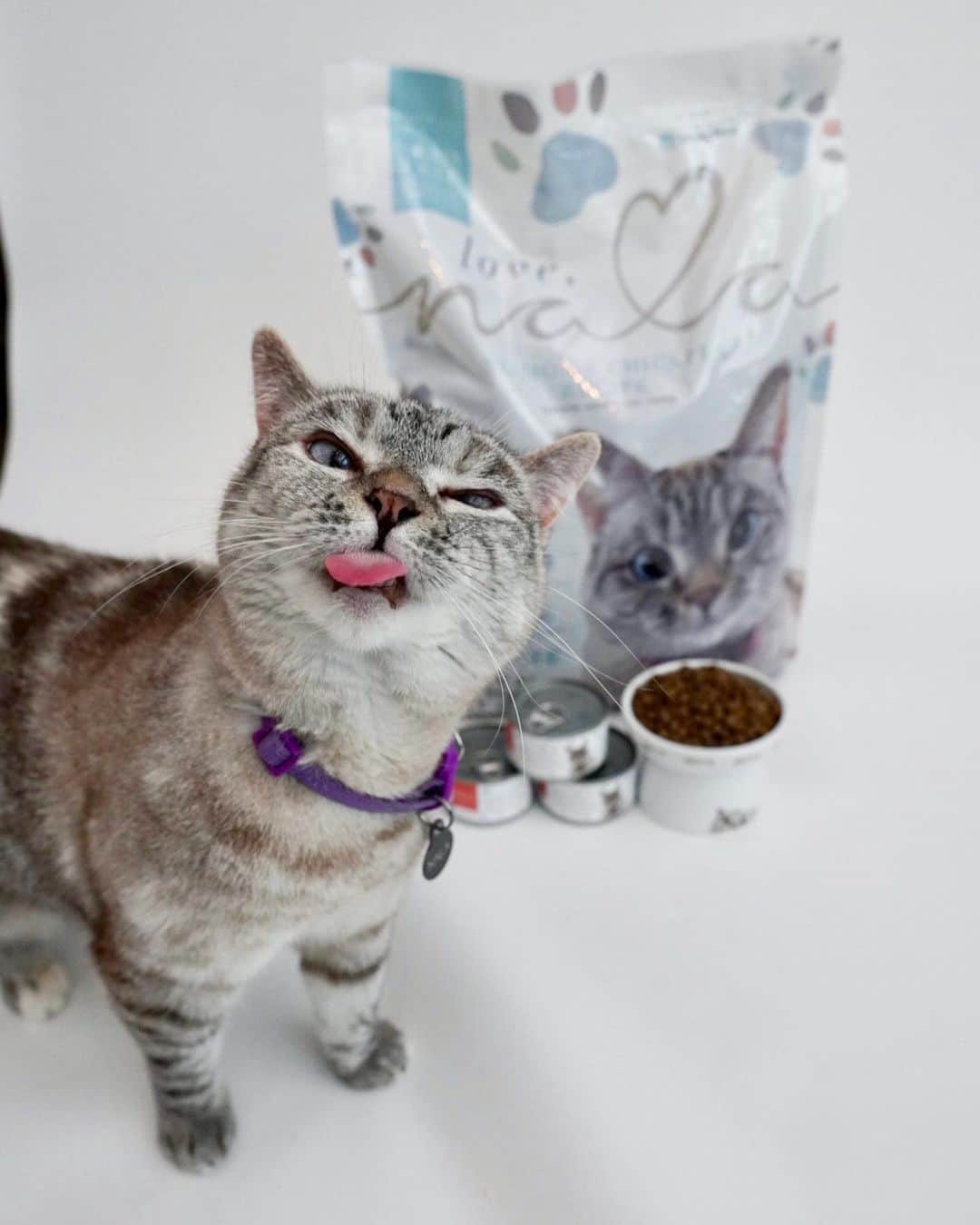 nala_catさんのインスタグラム写真 - (nala_catInstagram)「My birthday celebrations continue! I invite you to party with me by giving the gift of nutrition and love to our friends @kittenrescuela   I’ll be donating an 11 pound bag of kibble for every bag sold starting today and ending on 8/15/2020. This means when you buy a bag for your kitty, i’ll send an entire bag of kibble to @kittenrescuela 📦 ❤️  ⁣ If you want to help but don't need food right now or you live in another country, you can participate by visiting our website and purchasing the “Donation-only Dry Food” product and we'll add a bag to the donation! Together, we can help ease some of the financial burden of rescues so the heroes can do what they do best, save lives and find loving forever homes (Link in bio) www.lovenala.com」7月16日 2時38分 - nala_cat